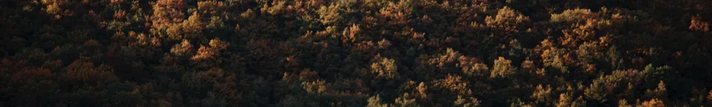 Ain